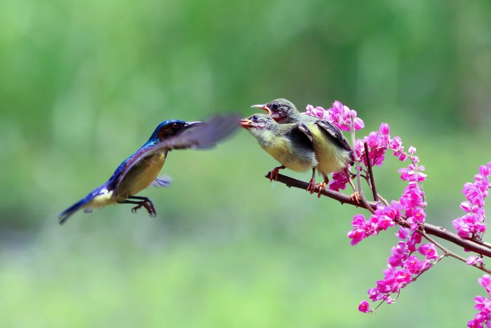 Bates' Nektarvogel (Nectarinia batesi)
