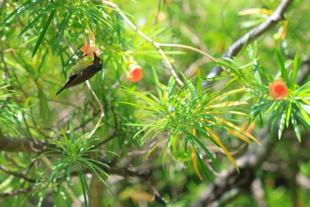 Båttikofers Nektarvogel (Cinnyris buettikoferi)