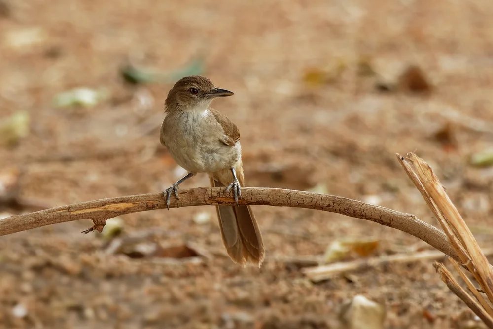 Baumanns Laubsänger (Phyllastrephus baumanni)