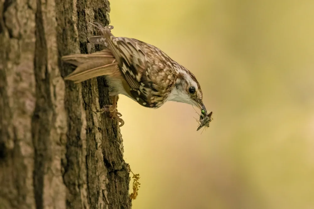 Baumläufer (Certhia familiaris)