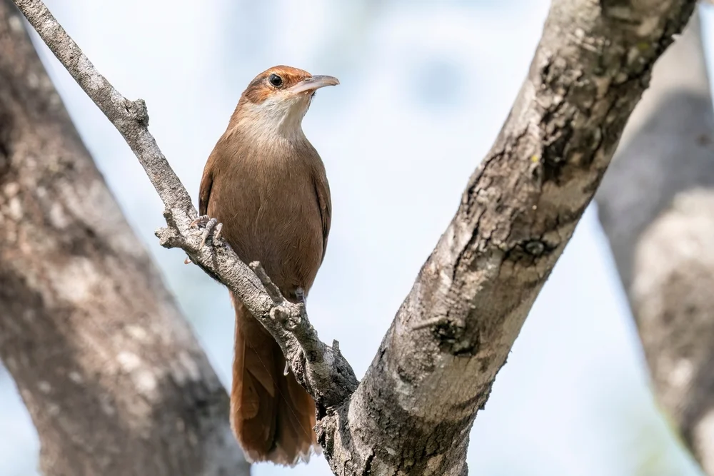 Baumläuferdrossel (Tarphonomus certhioides)