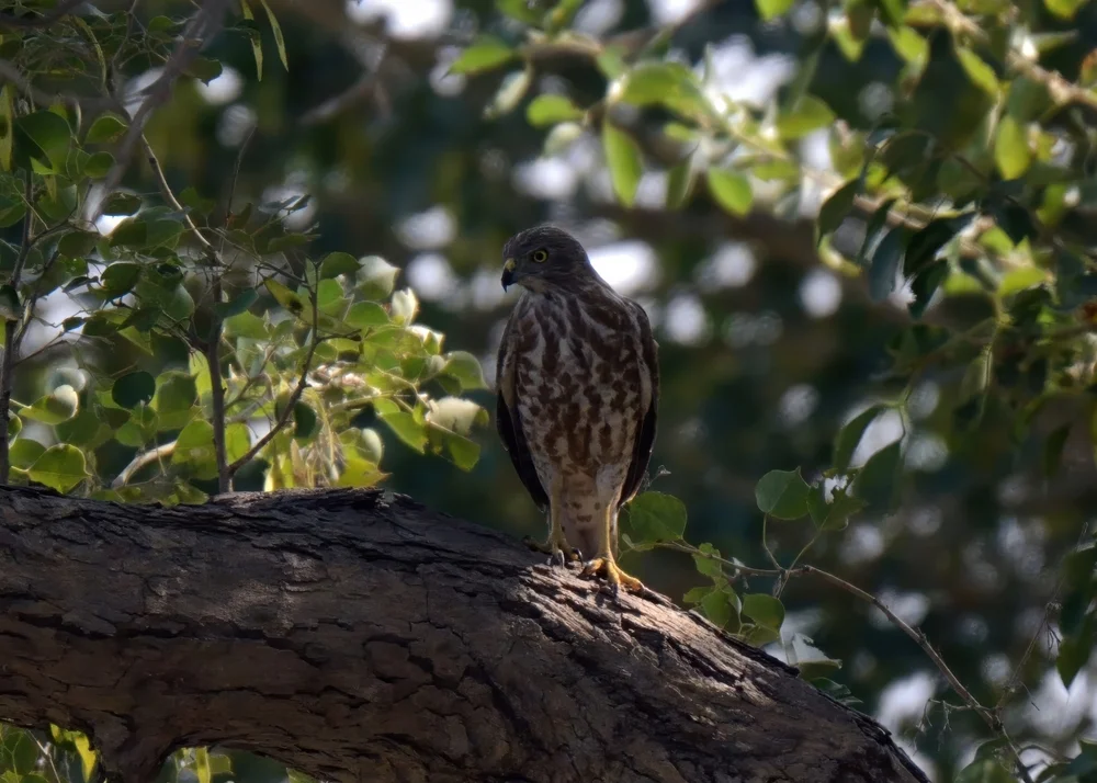 Bay-Nachtschwalbe (Antrostomus badius)