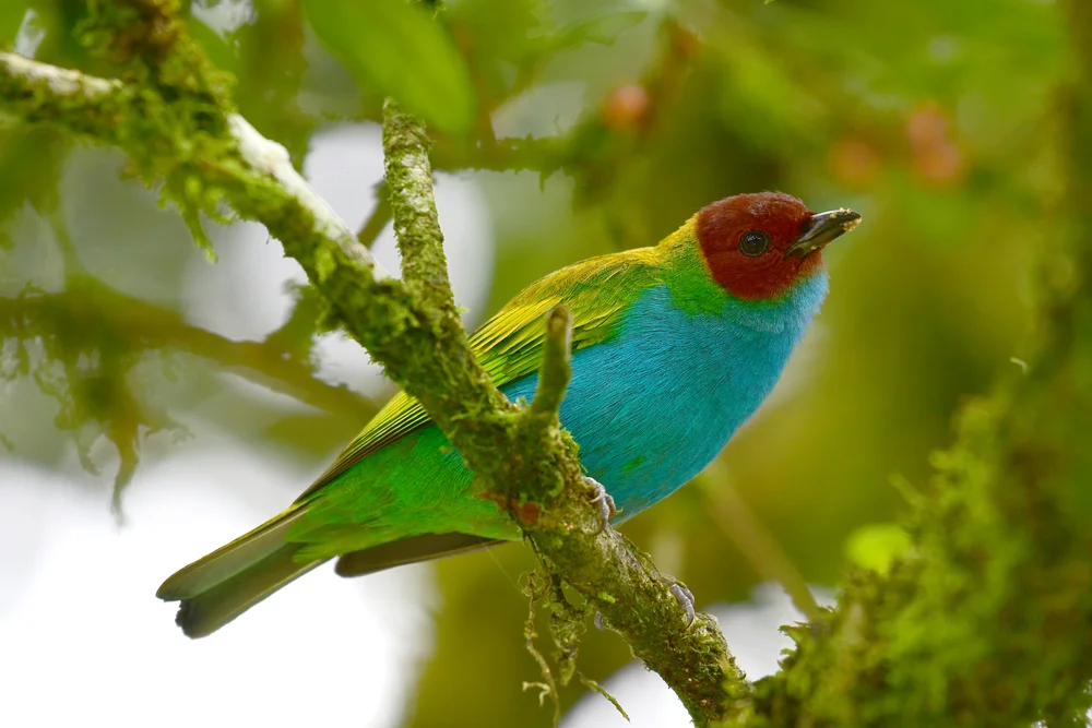 Bay-Tangare (Tangara guttata)