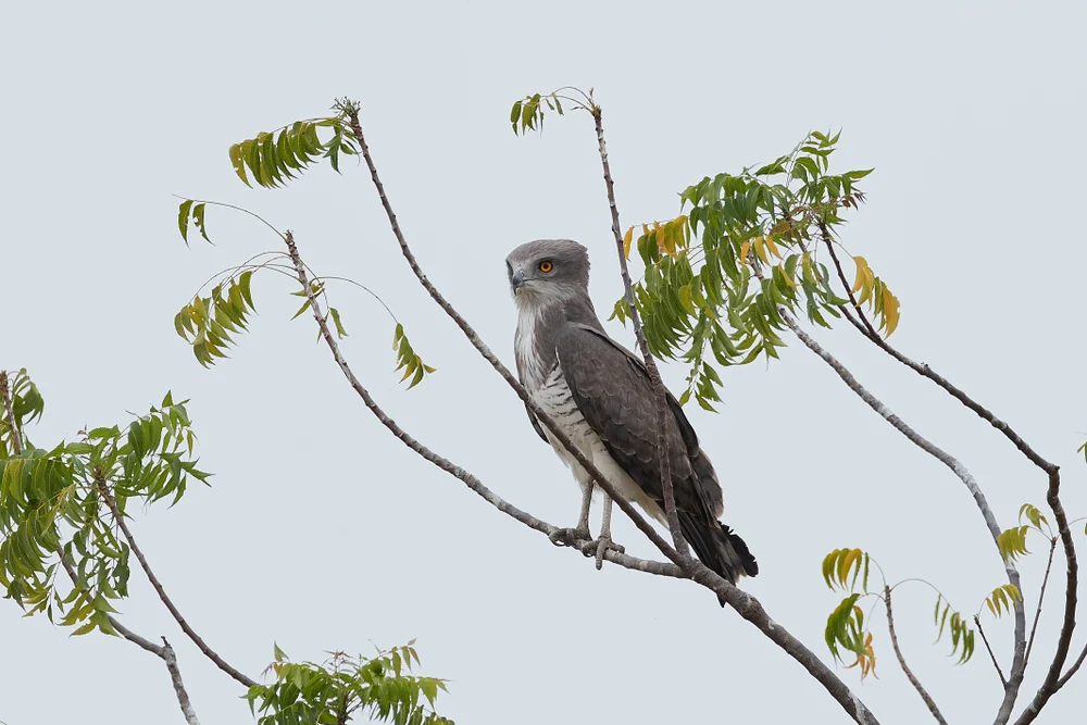 Beaudouins Schlangenadler (Circaetus beaudouini)