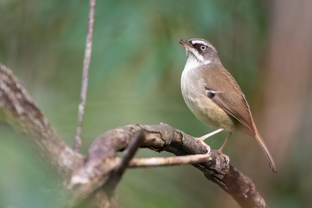 Beccaris Seidenlaubsänger (Sericornis beccarii)