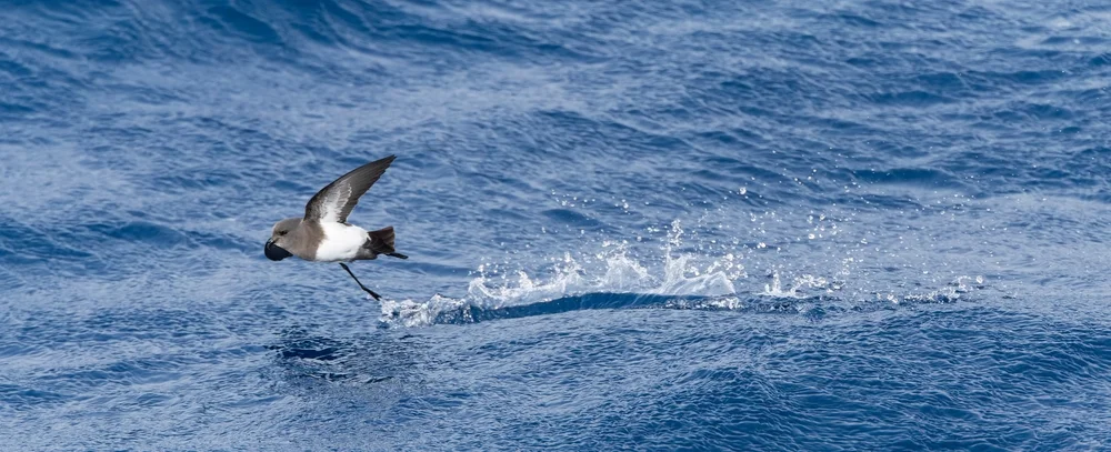 Beck-Sturmvogel (pseudobulweria becki)