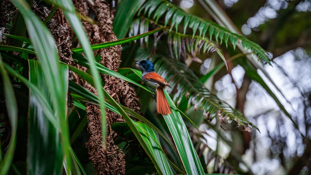 Bedford-Paradiesmonarch (Terpsiphone bedfordi)