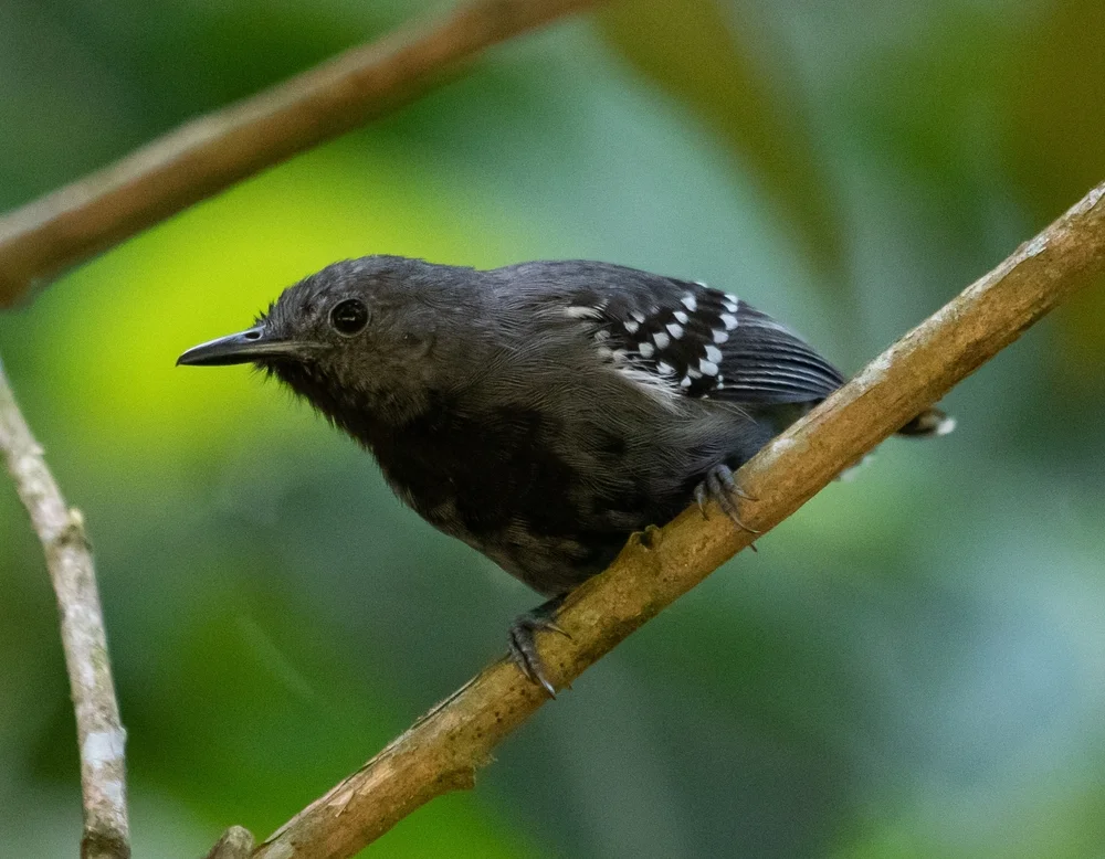 Behns Zwergameisenschlüpfer (Myrmotherula behni)