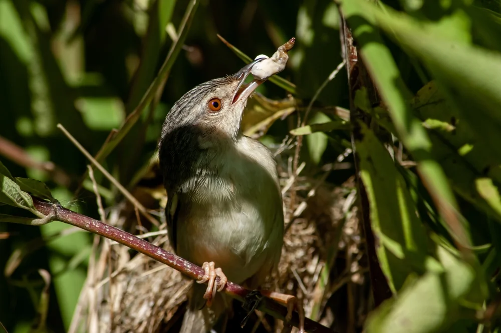 Bekannter Grasmückenrohrsänger (Prinia familiaris)