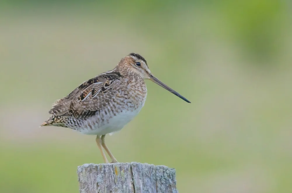 Bekassine (Gallinago gallinago)