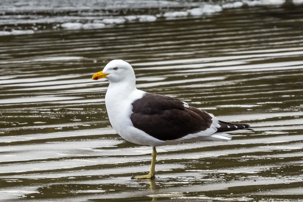 Belcher-Möwe (Larus belcheri)
