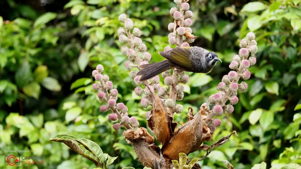 Belfords Honigfresser (Melidectes belfordi)