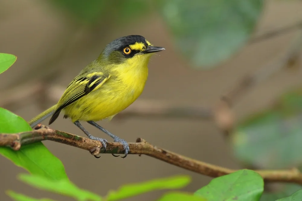 Bemalter Schmucktyrann (Todirostrum pictum)