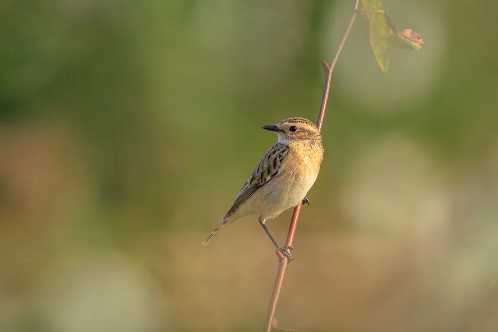 Bengalen-Teichhuhn (Xolmis salinarum)