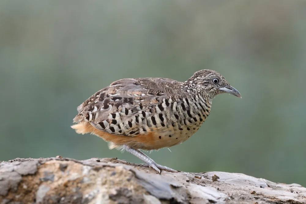 Bengalenlaufhühnchen (Turnix suscitator)