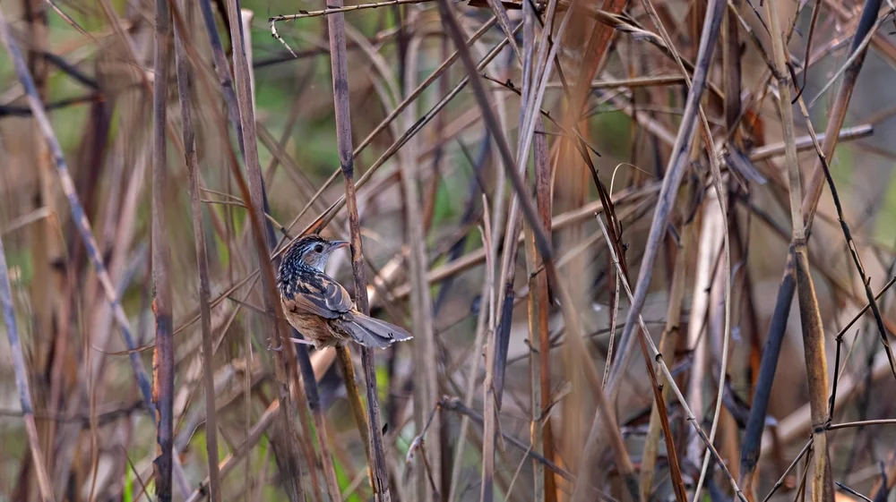 Bengali-Grassänger (Graminicola bengalensis)
