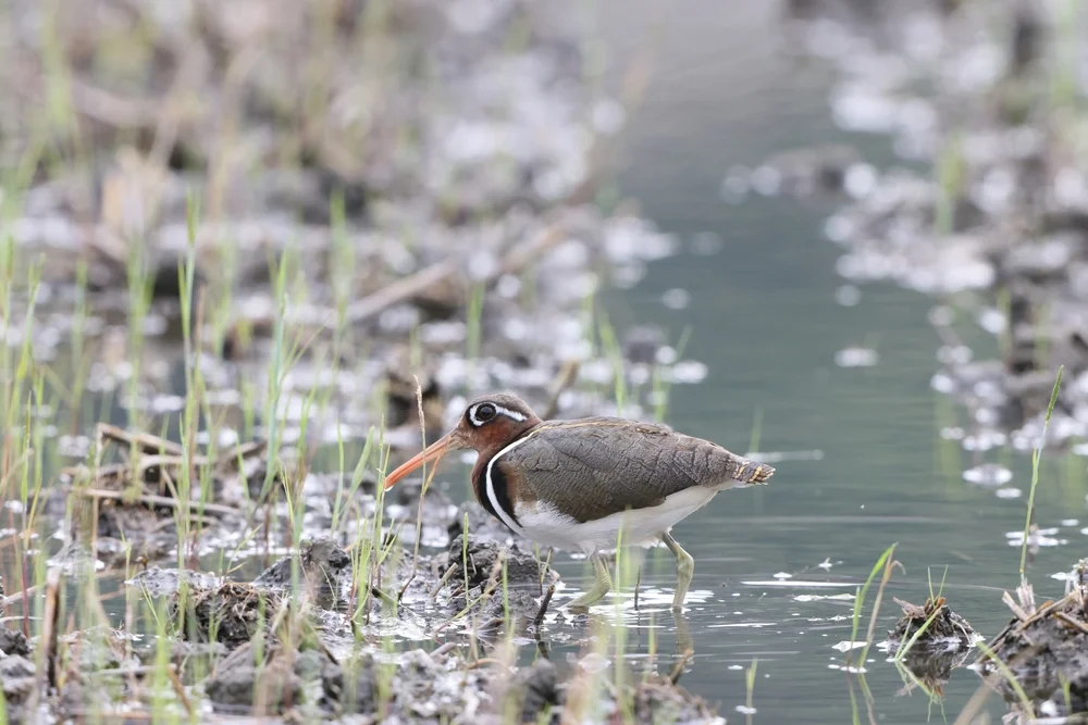 Bengalkiebitz (Rostratula benghalensis)