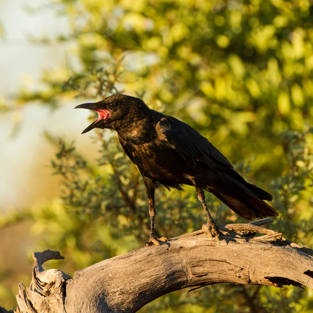 Bennetts Krähe (Corvus bennetti)
