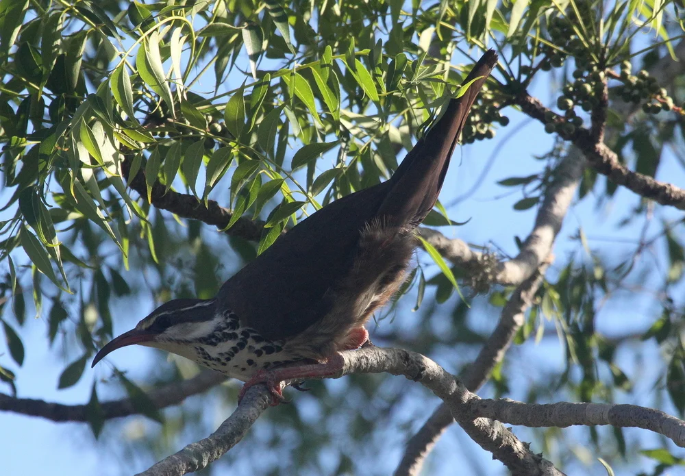 Benschs Monia (Monias benschi)