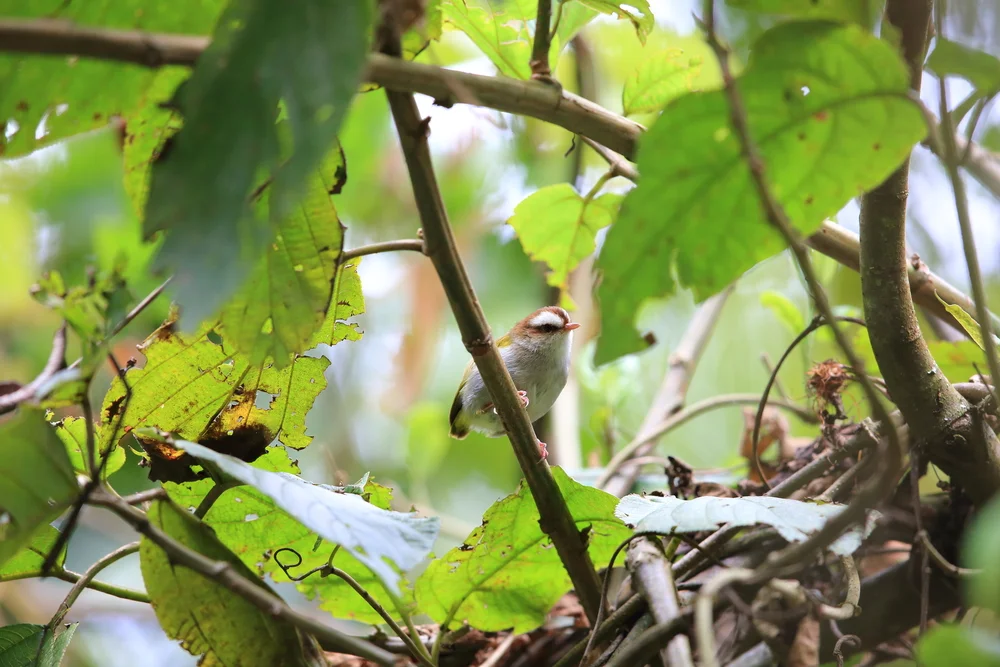 Berg-Laubsänger (Sylvietta denti)