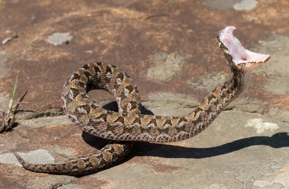 Berg-Puffotter (Bitis atropos)