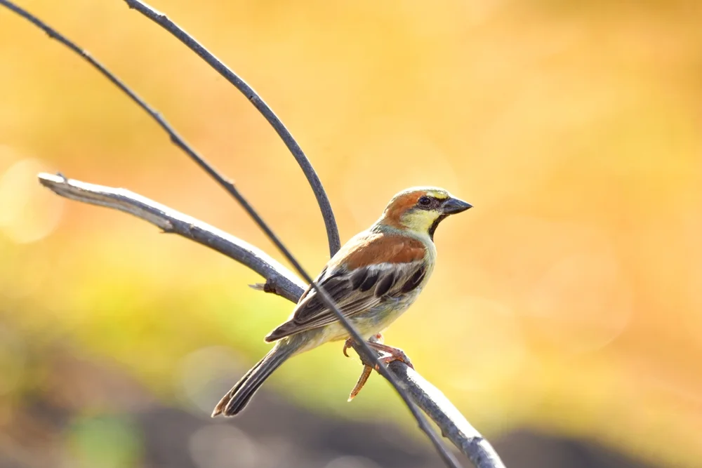 Berg-Wüstensperling (Passer flaveolus)