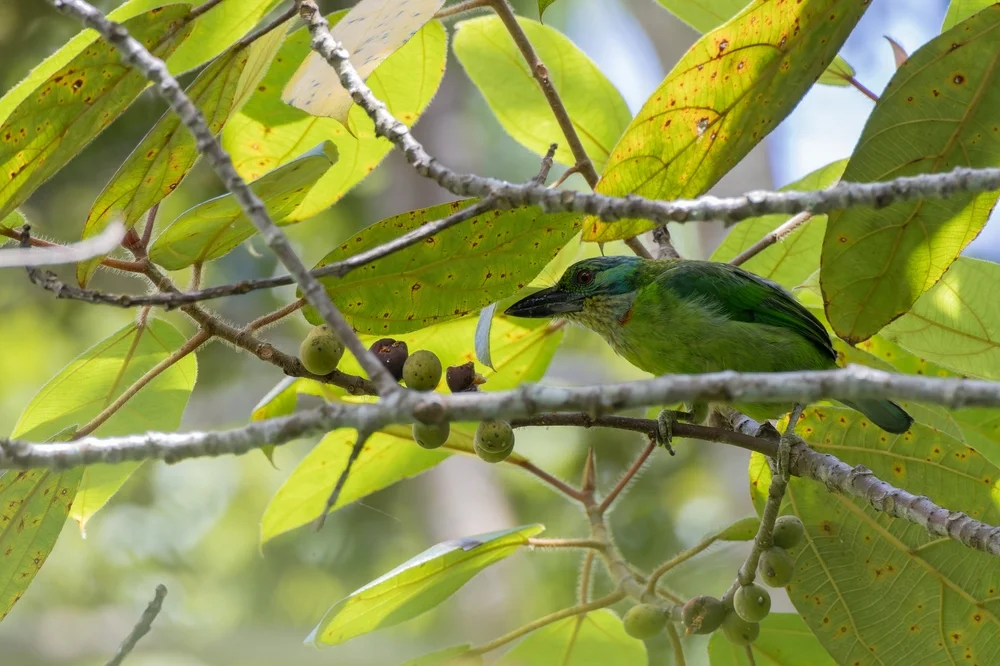 Bergbartvogel (Megalaima monticola)