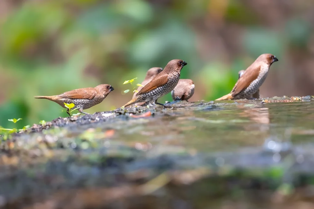 Bergbronzemännchen (Lonchura montana)