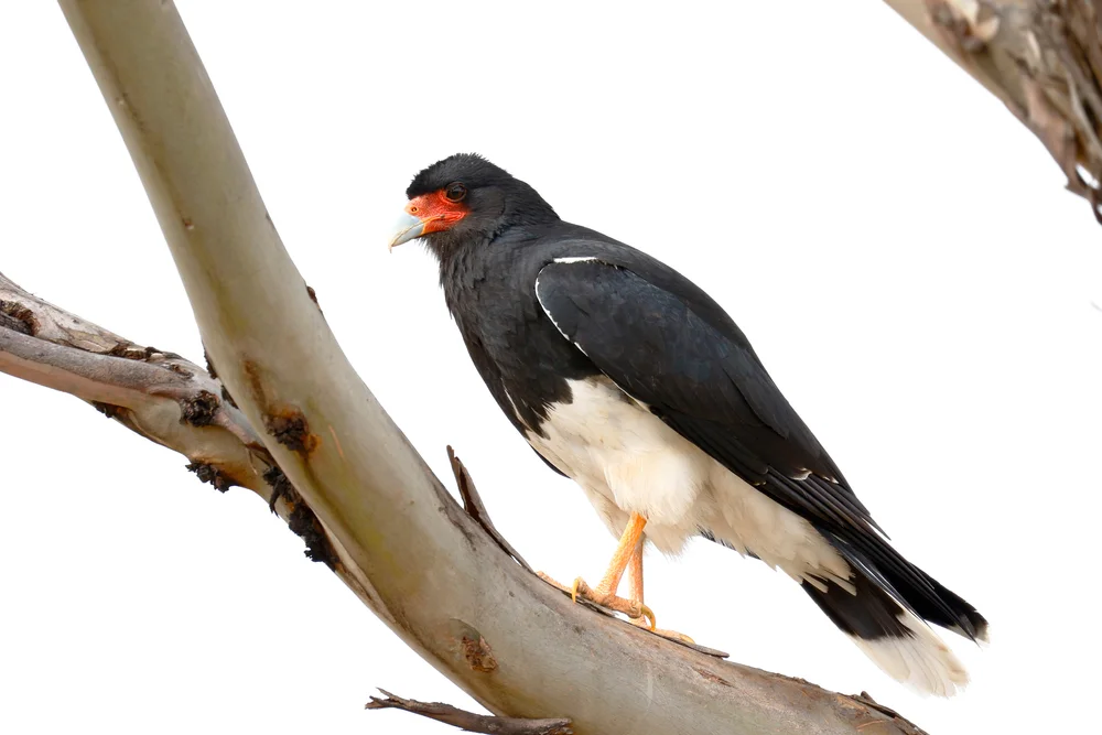 Bergcaracara (Phalcoboenus megalopterus)