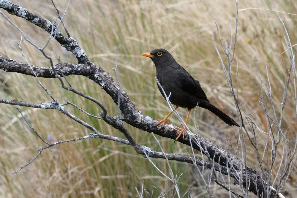 Bergdrossel (Turdus serranus)
