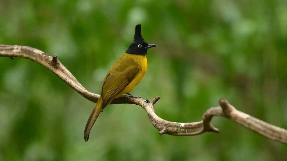 Bergf liegenschnäpper (Rubigula montis)