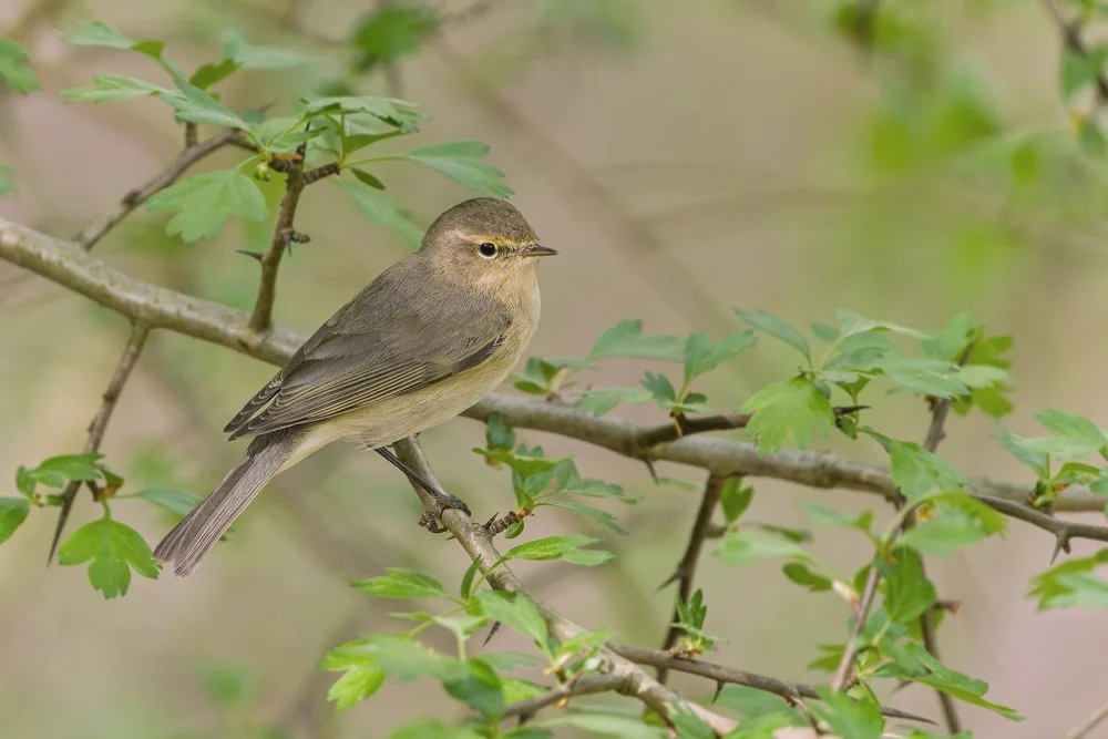Bergluft-Laubsänger (Phylloscopus occisinensis)