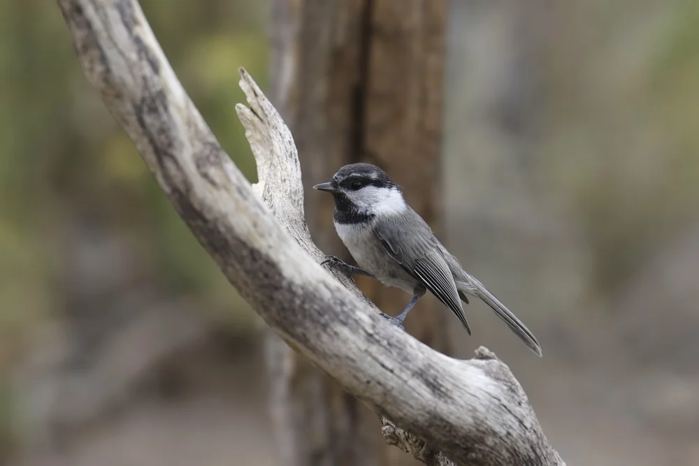 Bergmeise (Poecile gambeli)