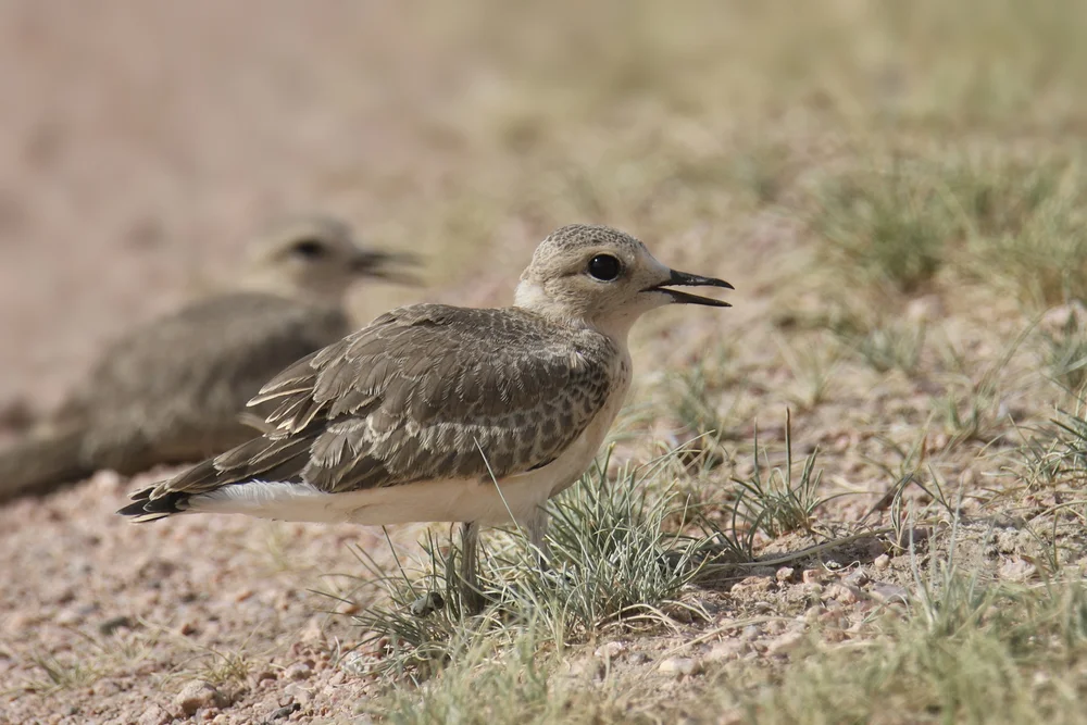 Bergregenpfeifer (Charadrius montanus)