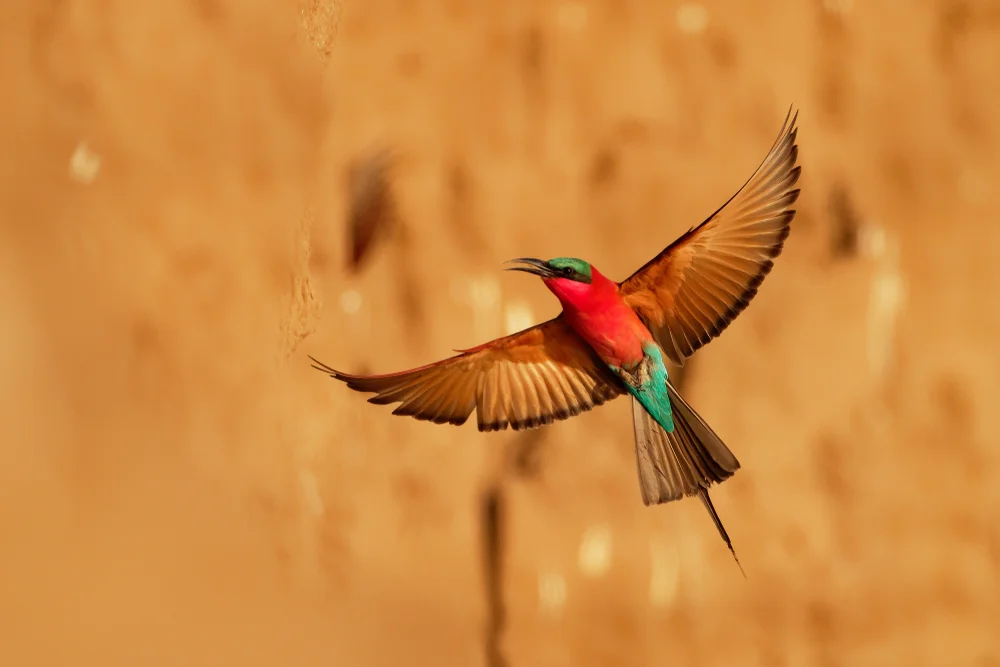 Bergschwalbe (Merops nubicoides)