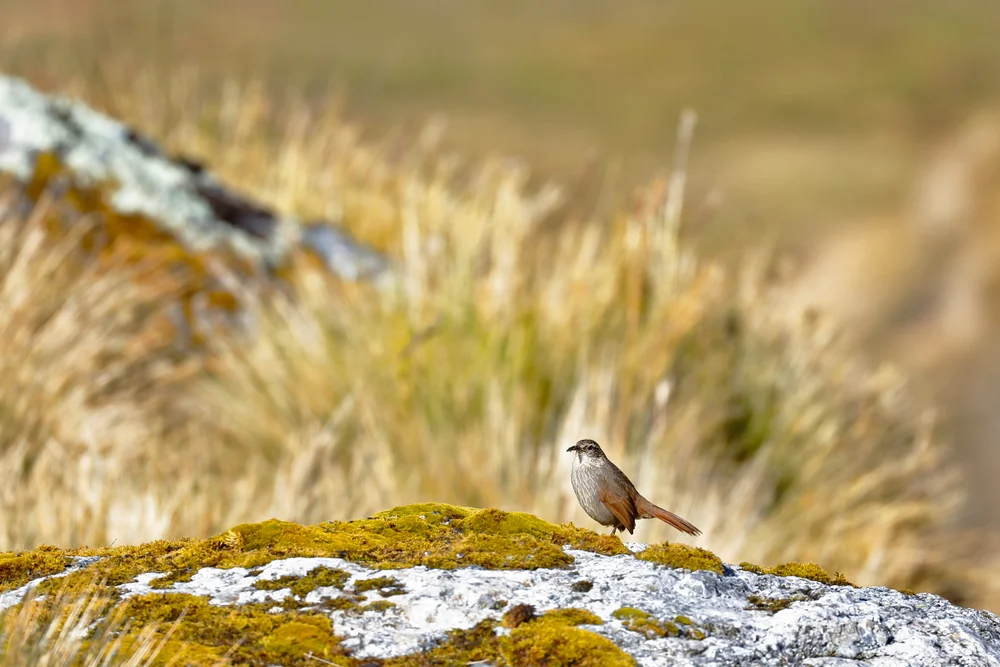 Bergtapaculo (Geocerthia serrana)