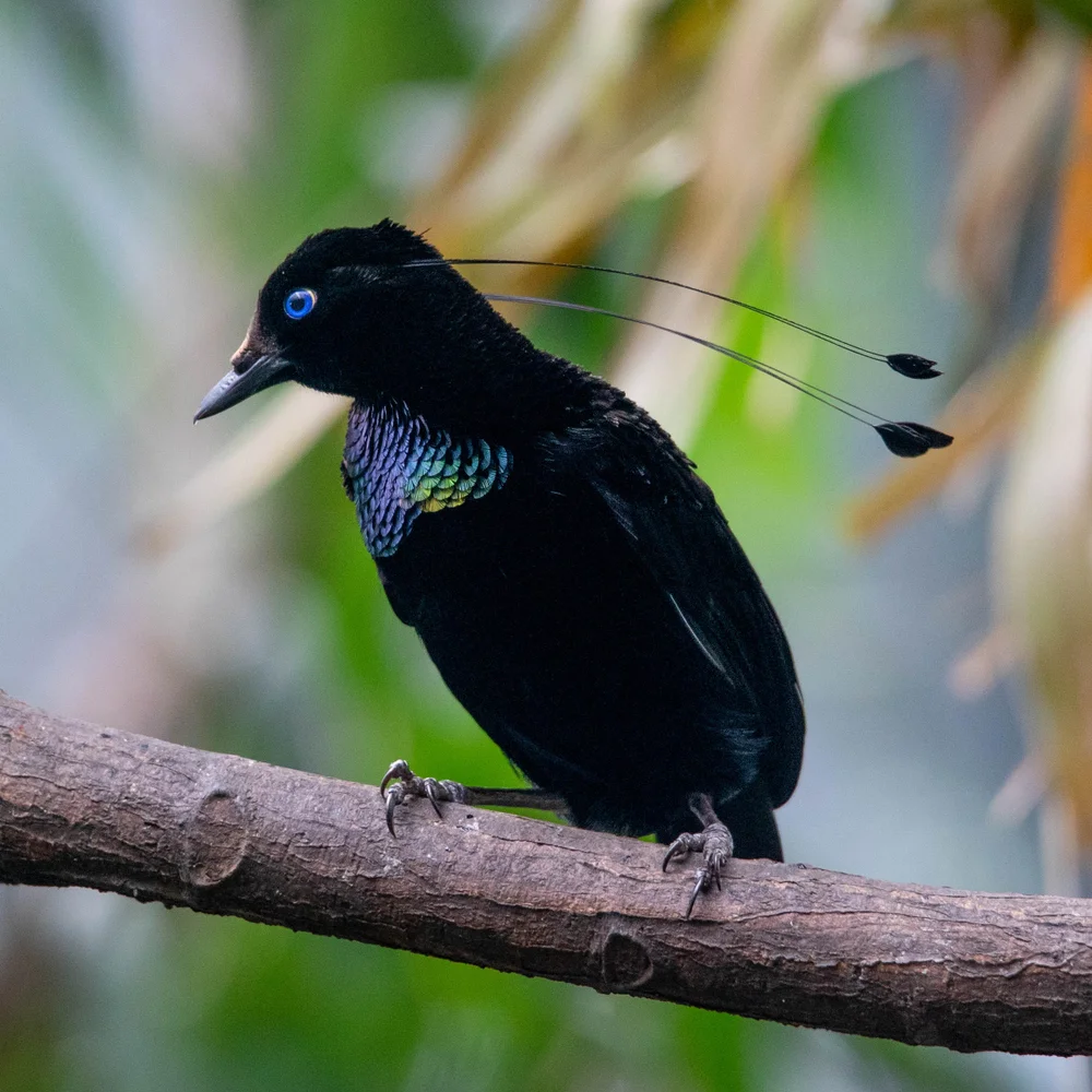 Berlepchs Parotia (Parotia berlepschi)