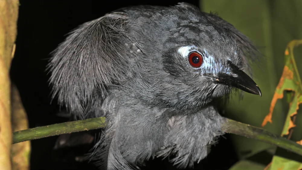 Berlepschs Ameisenvogel (Myrmeciza berlepschi)