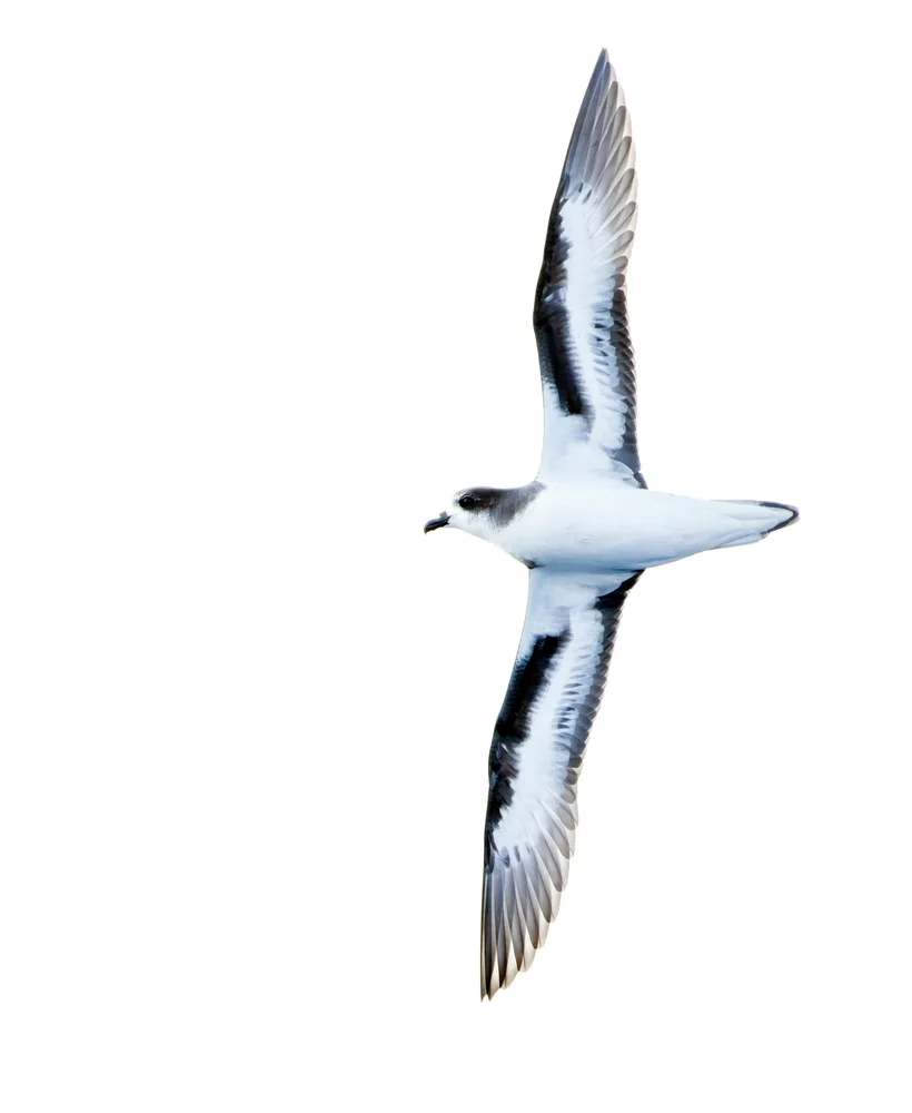 Bermudasturmvogel (Pterodroma cahow)