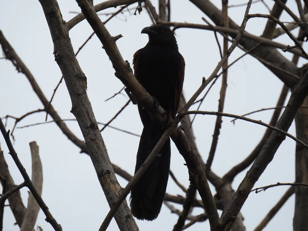 Bernsteins Schopfkuckuck (Centropus bernsteini)