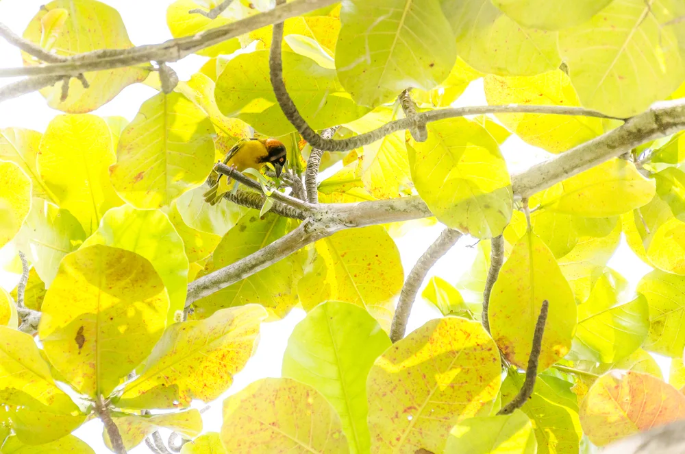 Bertrands Weber (Ploceus bertrandi)