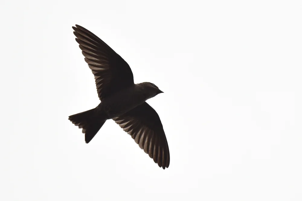 Bescheidene Schwalbe (Progne modesta)