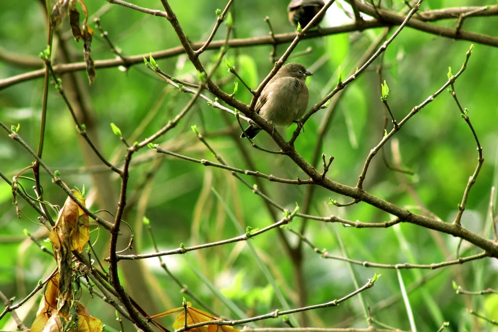 Bescheidener Brillenvogel (Zosterops kirki)