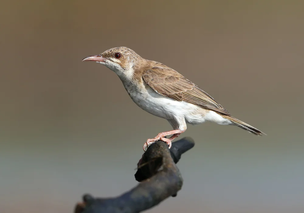 Bescheidener Buschhäher (Ramsayornis modestus)