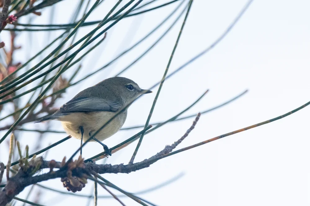 Bescheidener Schnäpper (Gerygone modesta)