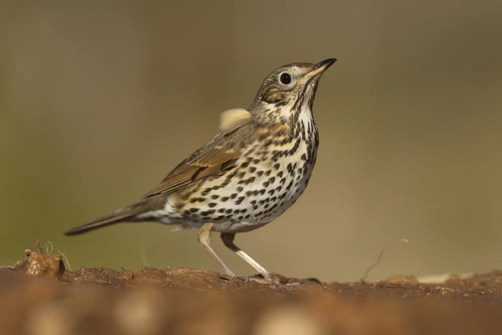 Bewshers Drossel (Turdus bewsheri)