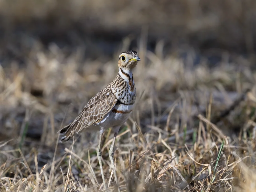 Binden-Laufhühnchen (Rhinoptilus africanus)