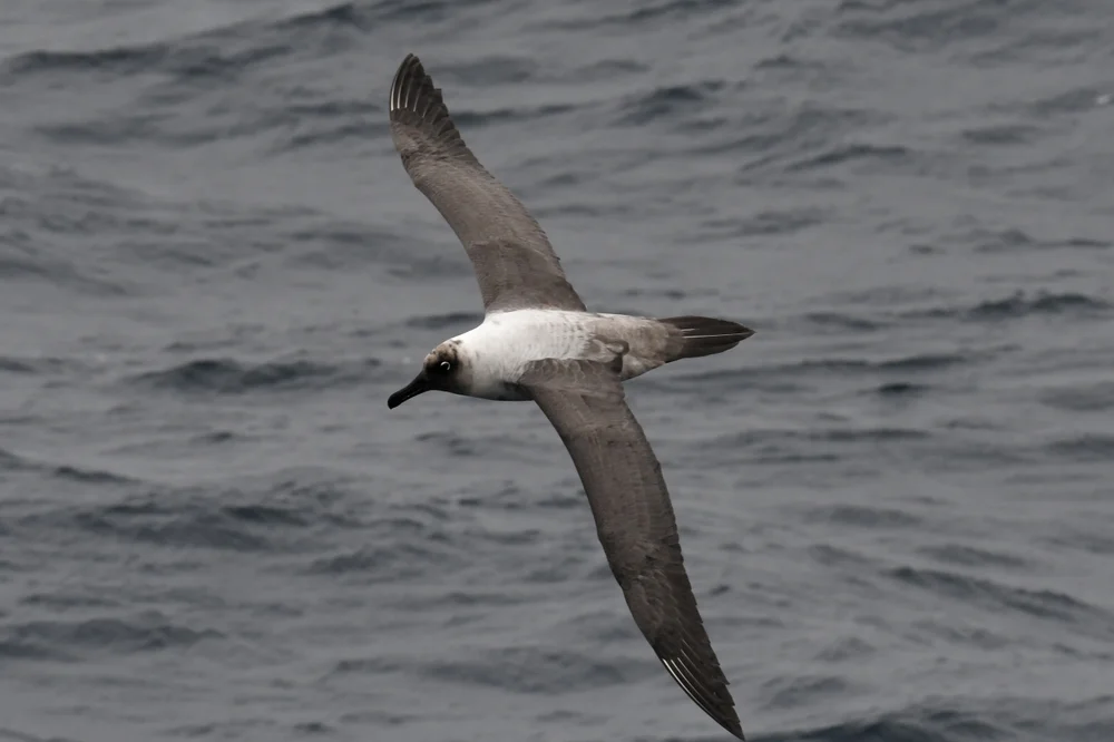 Bindenalbatros (Phoebetria palpebrata)