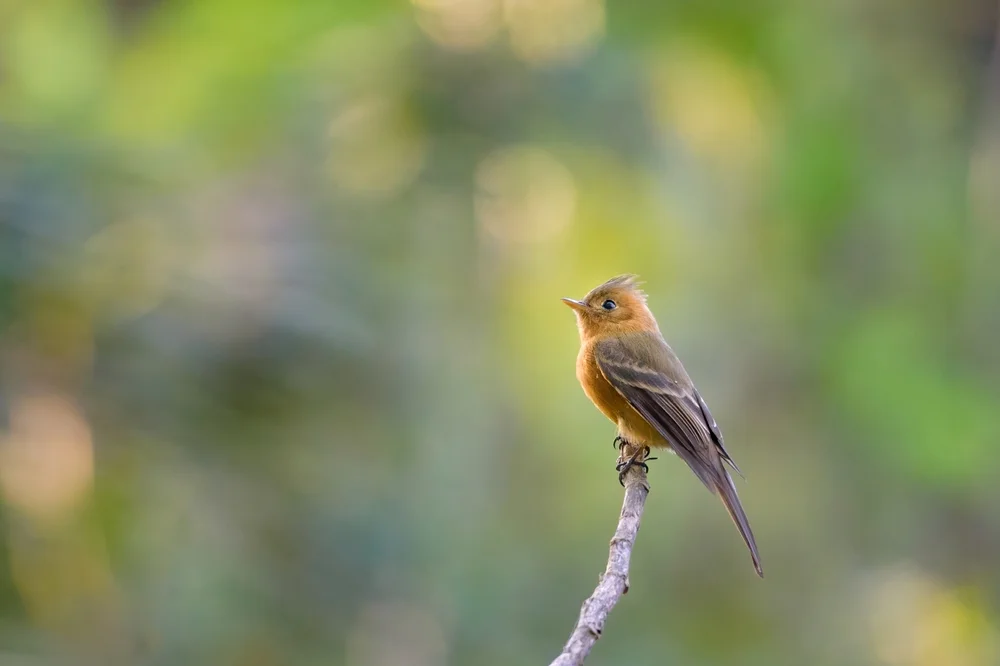 Bindenschwanz-Schreikuckuck (Mitrephanes phaeocercus)