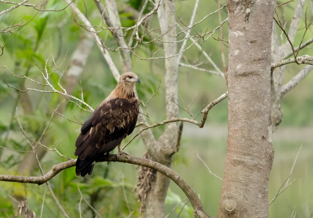 Bindenseeadler (Haliaeetus leucoryphus)